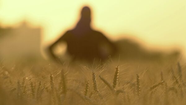 Фермер на поле пшеницы. Архивное фото - Sputnik Кыргызстан