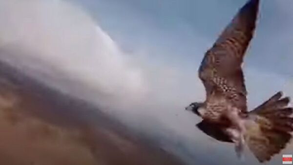 Сокол устроил охоту на дрон и схватил его прямо на лету — видео - Sputnik Кыргызстан