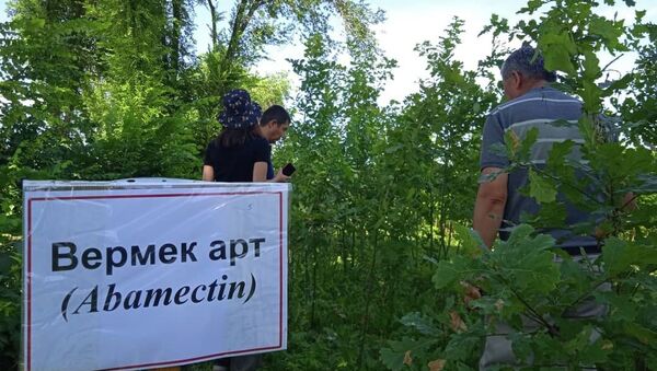 Бишкекте курт жеген эмен бактарын дарылоо үчүн изилдөө жүргүзүлүп, препараттардын натыйжасы текшерилди - Sputnik Кыргызстан