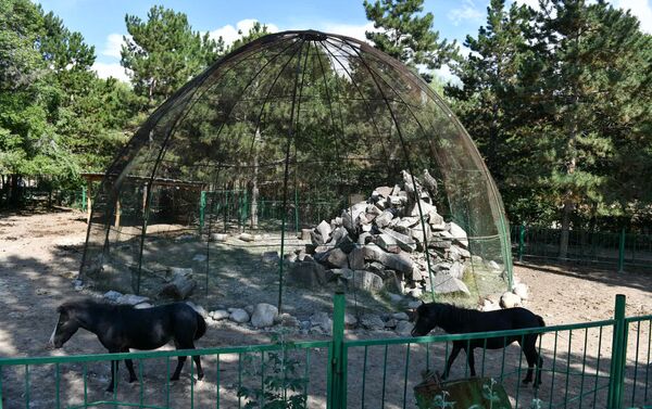 Марипов поручил местным органам власти оказывать зоопарку всяческое содействие, а МЧС — помочь в проведении восстановительных работ после недавних подтоплений - Sputnik Кыргызстан