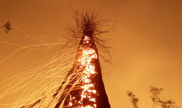 Горящее дерево в Бразилии - Sputnik Кыргызстан
