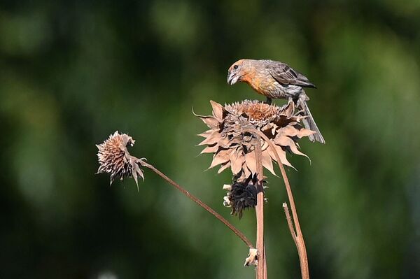 Птица на засохшем цветке в Калифорнии  - Sputnik Кыргызстан