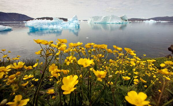 Дикие цветы напротив айсбергов в Гренландии  - Sputnik Кыргызстан