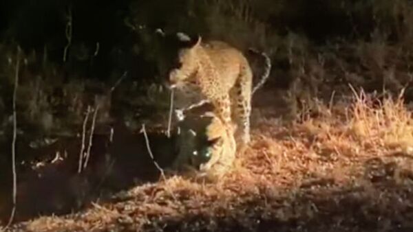 Два леопарда бросились на антилопу, забыв о спаривании, — видео - Sputnik Кыргызстан