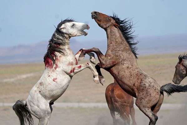 Популяция диких лошадей в Юте - Sputnik Кыргызстан