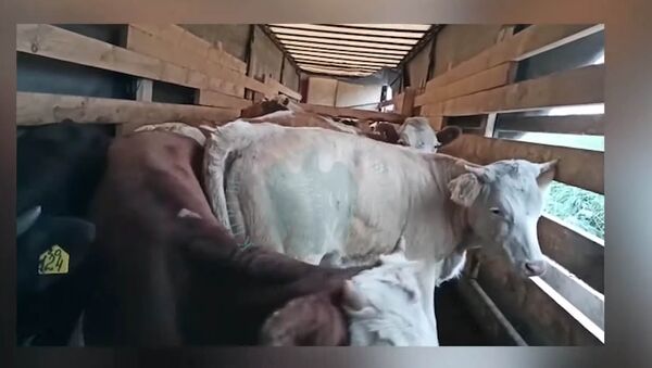 Выявлена попытка незаконного ввоза 1266 голов скота — ГНС КР. Видео - Sputnik Кыргызстан