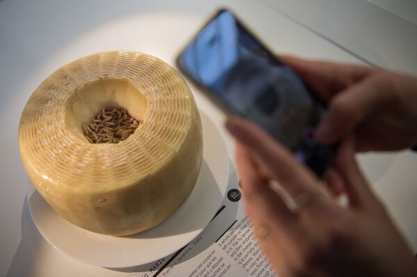 Сыр касу марцу в музее Disgusting Food во Франции  - Sputnik Кыргызстан