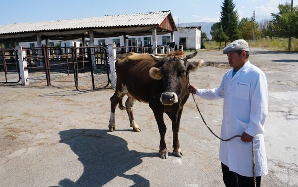 На заводе созданы хорошие условия для разведения скота, перехода от количества к качеству - Sputnik Кыргызстан