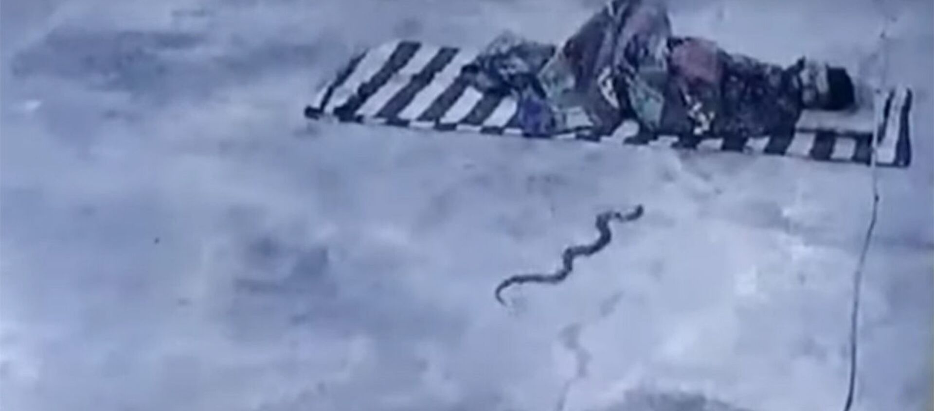Ядовитая кобра заползла под одеяло к спящему мужчине — жуткое видео - Sputnik Кыргызстан, 1920, 10.09.2021