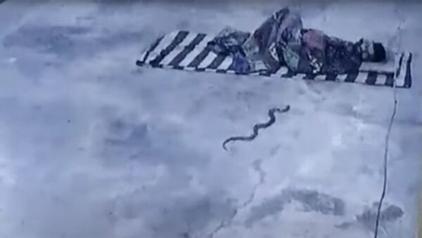 Ядовитая кобра заползла под одеяло к спящему мужчине — жуткое видео - Sputnik Кыргызстан