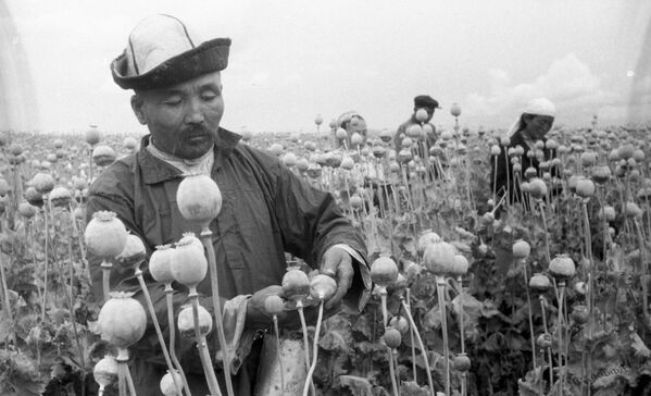 Талаада кызуу иштеген колхозчулар, Ысык-Көл облусундагы мурдагы Карл Маркс атындагы колхоз, 1970-жыл - Sputnik Кыргызстан