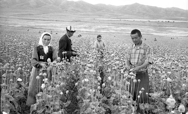 Талаада түшүм жыйнаган колхозчулар. Жети-Өгүз району, 1963-жыл. - Sputnik Кыргызстан