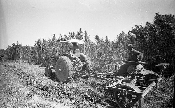Кара куурайды чаап жаткан трактор. Аламүдүн району, 1964-жыл. - Sputnik Кыргызстан