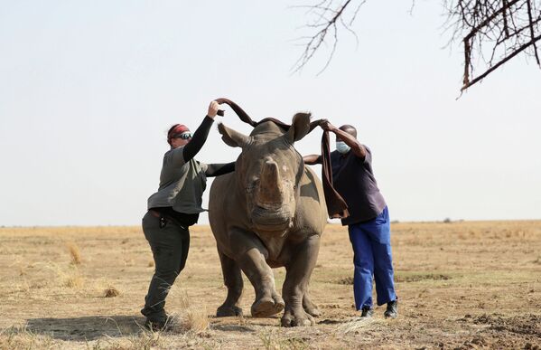 Охота на носорогов браконьерами в ЮАР - Sputnik Кыргызстан