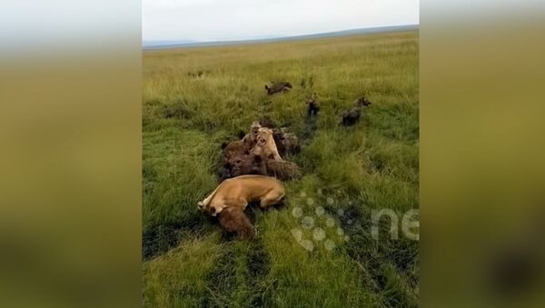 Прайд жестко разогнал стаю гиен, напавших на львицу, — видео - Sputnik Кыргызстан