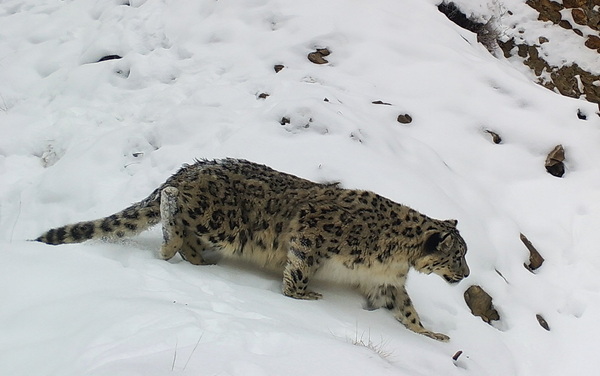 Фотоловушки запечатлели снежного барса и много других животных в Баткенской области - Sputnik Кыргызстан