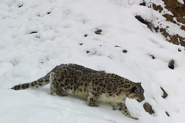 Фотоловушки запечатлели снежного барса и много других животных в Баткенской области - Sputnik Кыргызстан