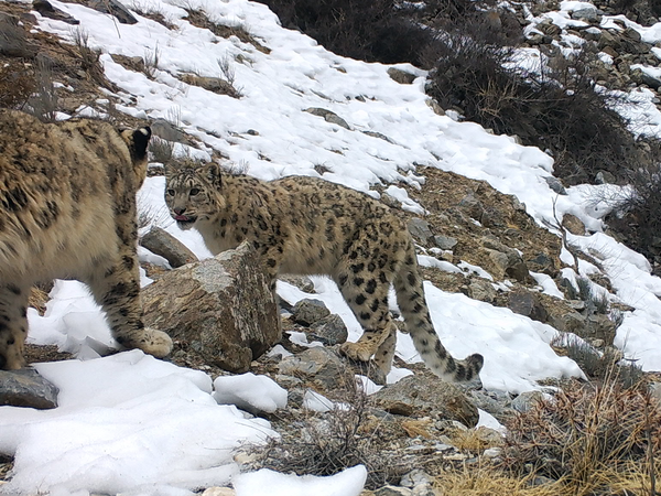 Баткендеги илбирстер. Бул сүрөттөр да фотокапкандан алынган. - Sputnik Кыргызстан