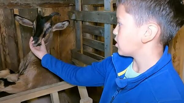 Десятилетний фермер помог родителям купить квартиру — видео - Sputnik Кыргызстан