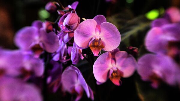 Цветы орхидеи. Архивное фото - Sputnik Кыргызстан