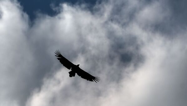 Орел летит над Бирюзовыми озерами на острове Сахалин. - Sputnik Кыргызстан