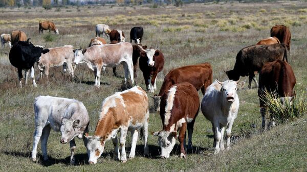 Коровы пасутся в степи. Архивное фото - Sputnik Кыргызстан