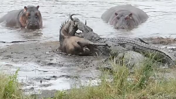 Стадо бегемотов отбило антилопу у крокодилов — видео - Sputnik Кыргызстан