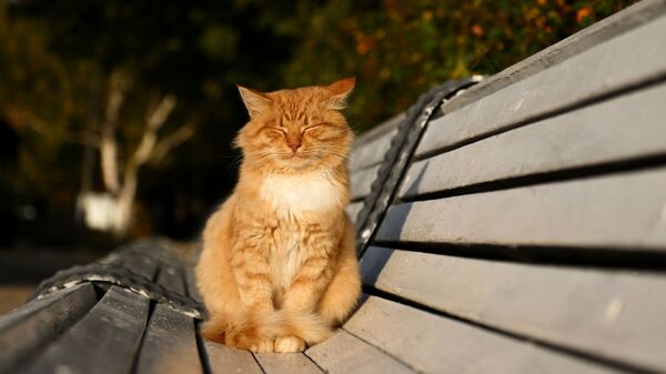 Кот на скамейке в парке - Sputnik Кыргызстан