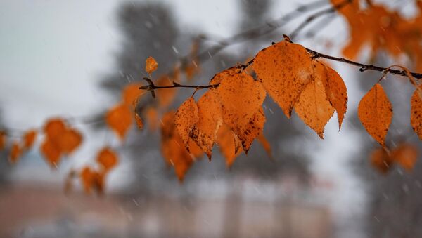 Осенний снегопад. Архивное фото - Sputnik Кыргызстан
