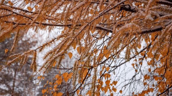 Деревья во время снегопада. Архивное фото - Sputnik Кыргызстан