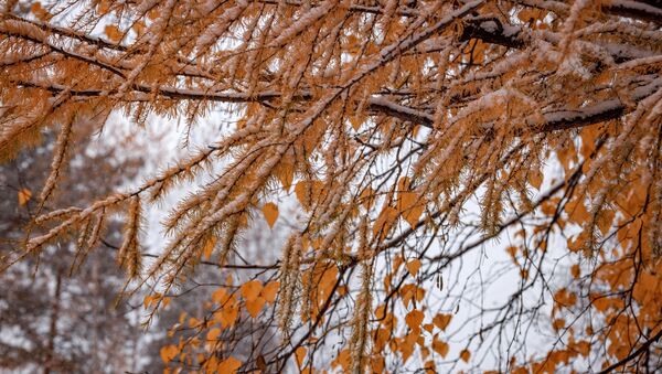 Деревья во время снегопада. Архивное фото - Sputnik Кыргызстан