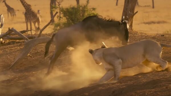 Антилопа гонится за львицей, спасая детеныша, — видео - Sputnik Кыргызстан