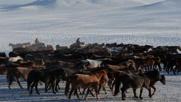 Чабаны загоняют табун лошадей. Архивное фото - Sputnik Кыргызстан
