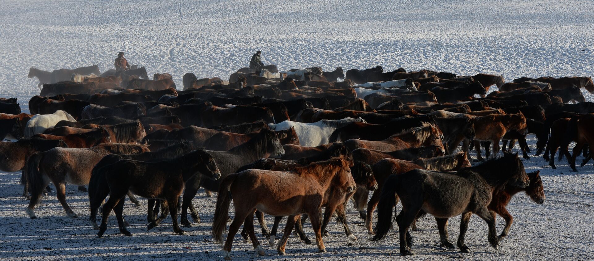 Чабаны загоняют табун лошадей. Архивное фото - Sputnik Кыргызстан, 1920, 08.10.2021