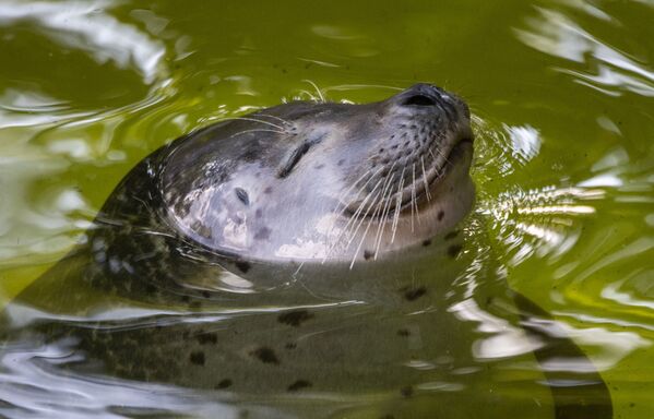 Тюлень купается в пруду берлинского зоопарка Zoologischer Garten - Sputnik Кыргызстан