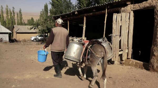 Вы не цените свое богатство! Крик души жителей кыргызского села — видео - Sputnik Кыргызстан