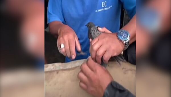 Дрону нашли еще одно применение — спасают голубей. Видео - Sputnik Кыргызстан