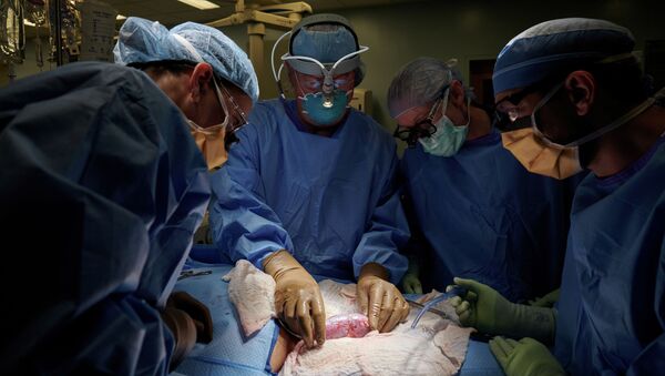 Операция по пересадке свиной почки человеку в США - Sputnik Кыргызстан