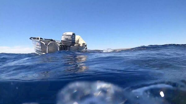 Лабрадор поцеловал китовую акулу — невероятное видео сняла дайвер - Sputnik Кыргызстан