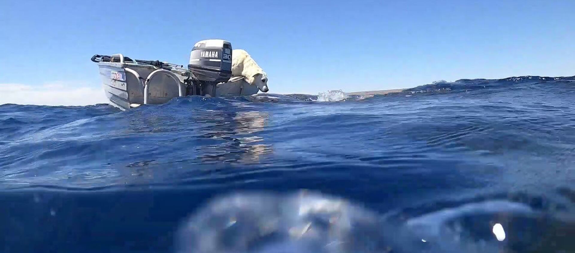 Лабрадор поцеловал китовую акулу — невероятное видео сняла дайвер - Sputnik Кыргызстан, 1920, 23.10.2021