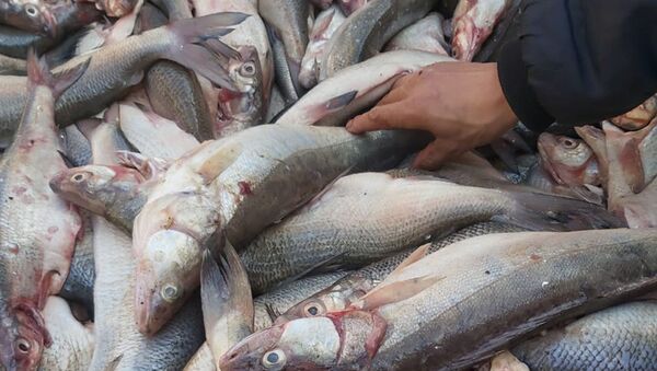 Незаконный улов рыбы на Иссык-Куле - Sputnik Кыргызстан
