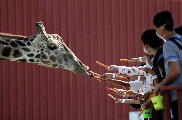 Посетители зоопарка в Монтеррее (Мексика) кормят жирафа морковью - Sputnik Кыргызстан