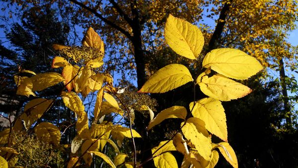 Пожелтевшая листва на деревьях. Архивное фото - Sputnik Кыргызстан