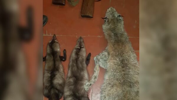 Аксы: шектүүнүн үйүнөн курал менен кошо аюу, суусардын териси чыкты. Видео - Sputnik Кыргызстан