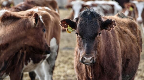 Коровы на территории животноводческого хозяйства. Архивное фото - Sputnik Кыргызстан