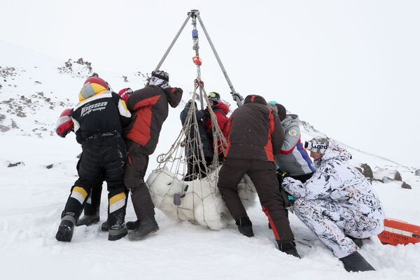 Участники арктической экспедиции Умка-2021 взвешивают белого медведя в рамках программы учета популяции белых медведей на одном из островов архипелага Земля Франца-Иосифа - Sputnik Кыргызстан
