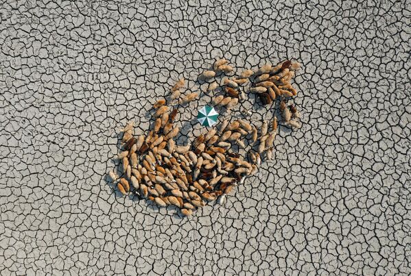 Стадо овец ищет траву на потрескавшейся от засухи почве. Фото  сделано Ашрафулом Исламом в Бангладеш. Он стал победителем в номинации За стойкость. - Sputnik Кыргызстан