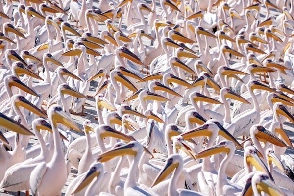 Мигрирующие пеликаны на водохранилище Мишмар-ха-Шарон в Израиле - Sputnik Кыргызстан