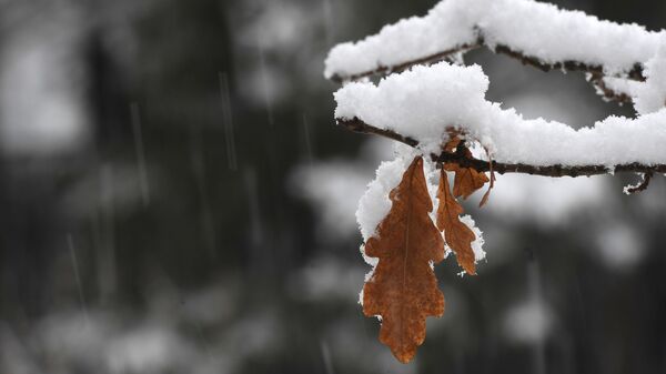 Снег на ветке дерева - Sputnik Кыргызстан
