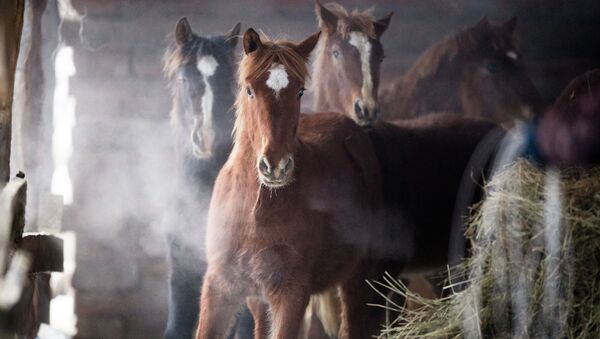 Лошади на конюшне. Архивное фото - Sputnik Кыргызстан